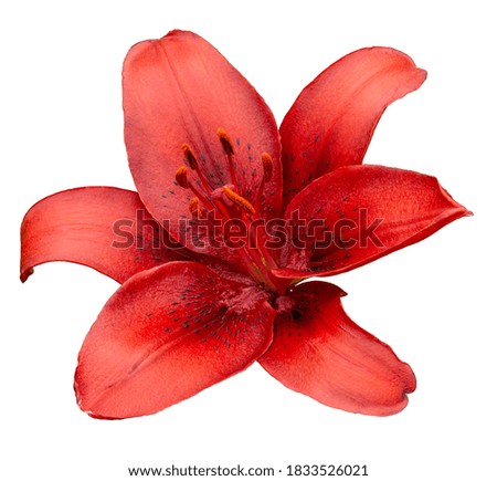 Red lily isolated on white. Burgundy large summer flower