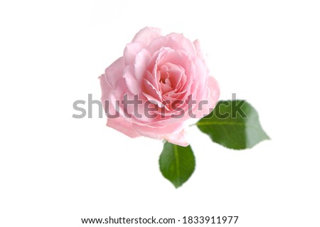 Single pink rose with leaf isolated on white background

