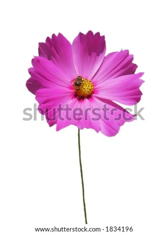 Pink Cosmos and Bee Isolation