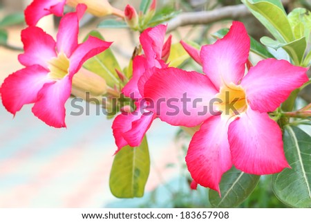 Adenium obesum (Desert Rose; Impala Lily; Mock Azalea)