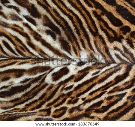 closeup of ocelot fur pattern