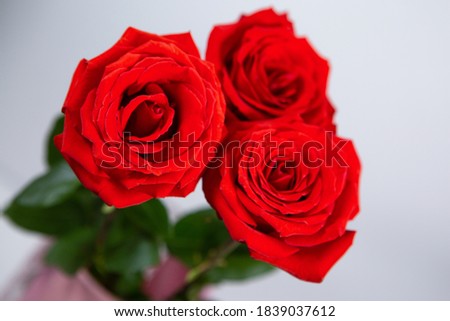 Large red blooming roses on a white isolated background. A gift for your favorite women