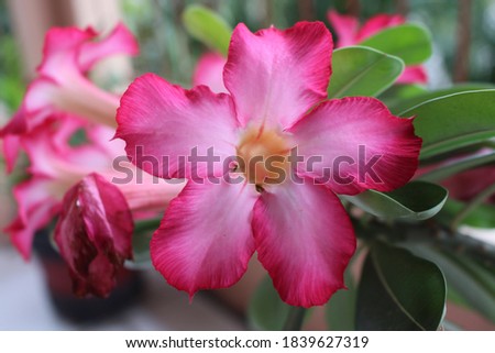 Palu, Indonesia: a species of Adenium obesum plant with pink and green leaves, in Indonesia is commonly made as an ornamental plant, known as cambodian flower or 