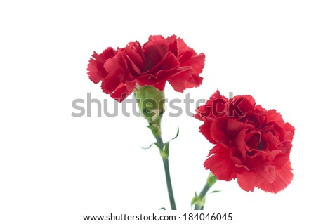 An image of Two Carnations