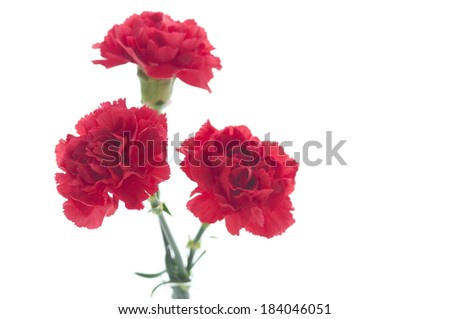 An image of Three Carnations