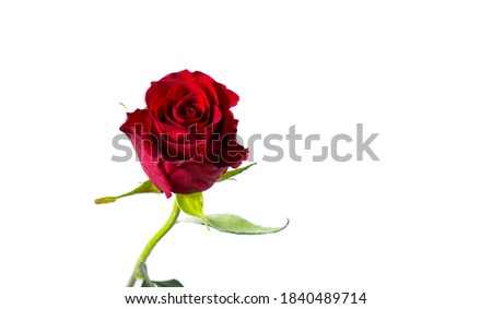 Red rose on a white background. A beautiful romantic flower, a symbol of love. Space for your text. isolate.