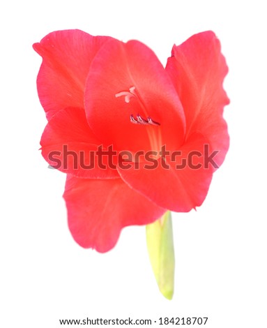 red gladiolus isolated on white background 