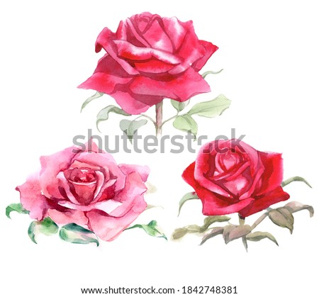 Set of Red and pink roses. Watercolor Illustration. Isolated