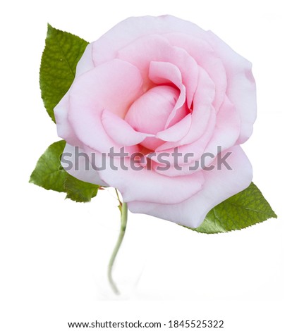 Beautifu pink rose isolated on white background, closeup