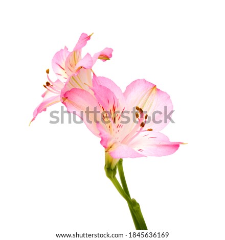 Beautiful alstroemeria lily flowers on white background 