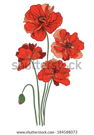 Red poppies isolated on a white background