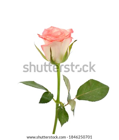 Close up blooming rose flower isolated on white background