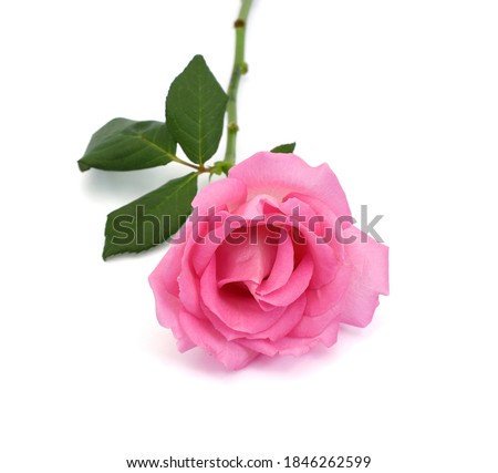 Close up blooming pink rose flower isolated on white background