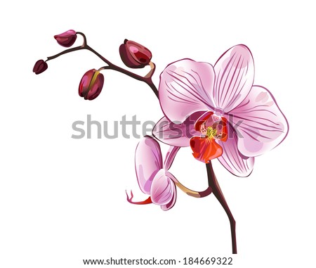 pink orchid blossom