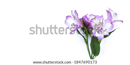 A branch of lilac Alstroemeria isolated on a white background. Background for greeting cards, invitations and greetings.