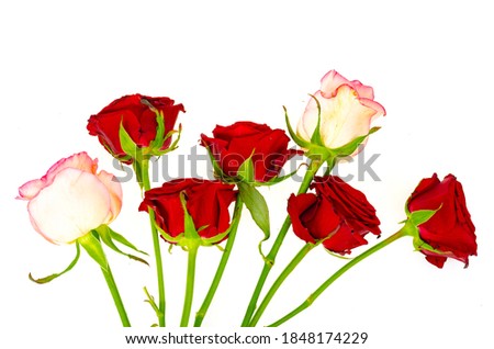 Dark red roses isolated on white background. Studio Photo