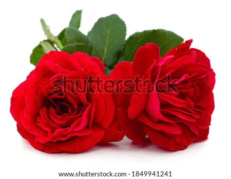 Two red roses isolated on a white background.