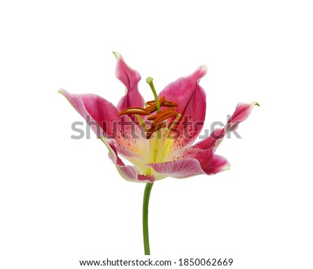 Close up blooming lily flower isolated on white background