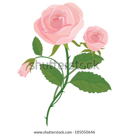 Vector illustration of a tender rose as an element for design isolated on white