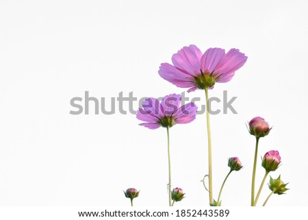 Pink cosmos flower, isolated and white background.