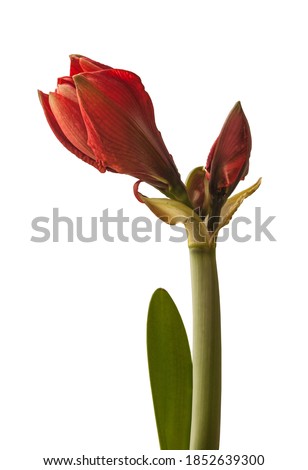 Bud red Hippeastrum (amaryllis) 