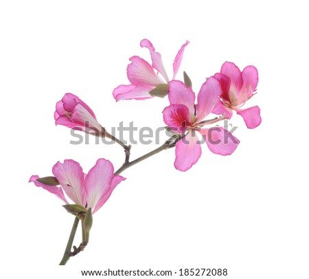 Bauhinia purpurea or Orchid Tree