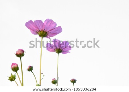 Pink cosmos flower, isolated and white background.