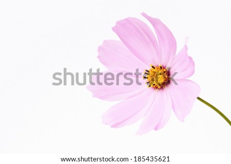 Pink flower on textured paper