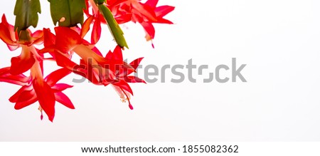 Scarlet Decembrist flower branch hanging from above with copy space for your text