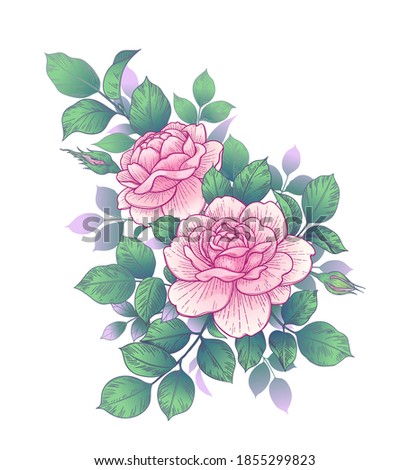 Hand drawn pink rose flower, buds and leaves bunch isolated on white. Vector line art elegant floral composition in vintage style, t-shirt, tattoo design, wedding decoration. 