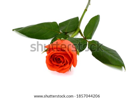 beautiful orange rose flower isolated on white background