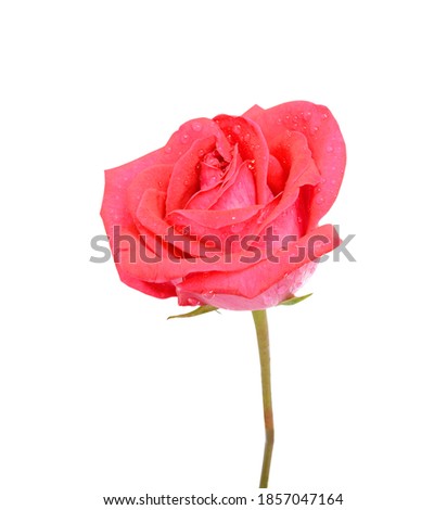 Single pink rose flower isolated on white background