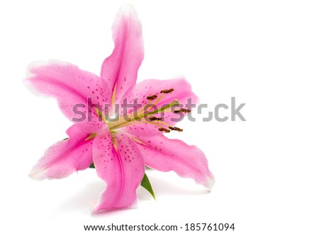 pink lily isolated on white background