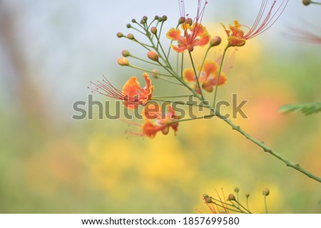 Caesalpinia pulcherrima is a species of flowering plant in the pea family, beautiful orange and yellow color Peacock Flower.