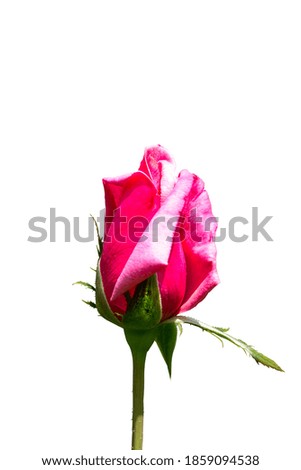 One Rose Isolated on White Background.
