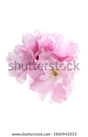 Double-petaled cherry blossoms isolated on white background