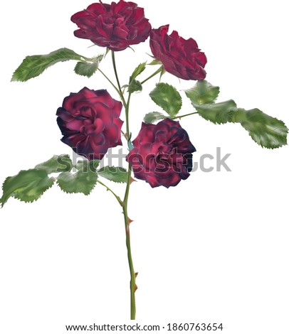 illustration with rose flower isolated on white background