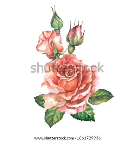 red rose with buds and leaves.watercolor flower.