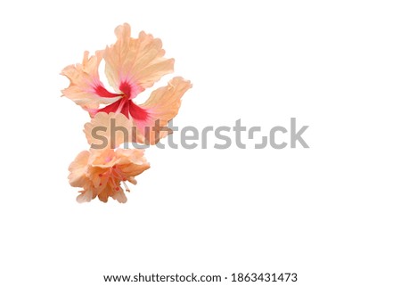 Orange hibiscus flowers blooming Separately on white background.