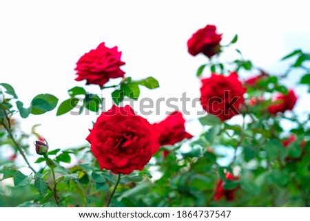 Red rose flower blooming in roses garden on background red roses flowers.