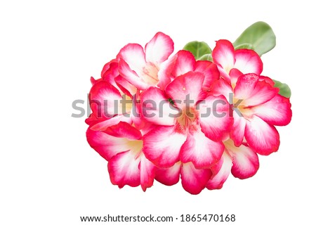 Red pink and white flower bignonia Plumeria isolated on white background. This has clipping path. full depth field.