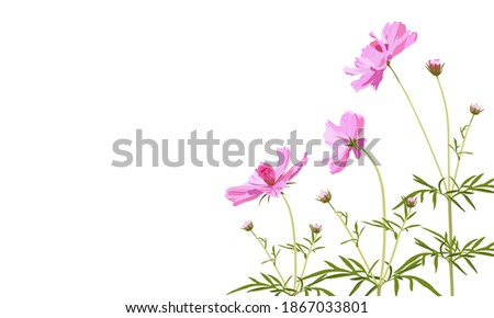 Pink Cosmos and leaves on white background, digital draw, botanical illustration for design, vector.