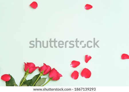 roses lying on blue background