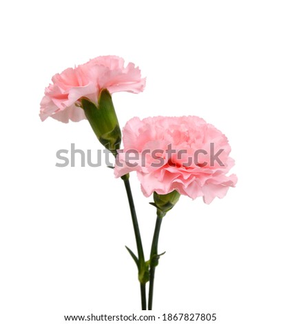 Stack Carnation flowers on white background