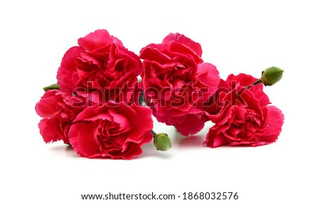 Stack Carnation flowers on white background