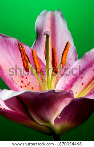 Lily, tropical flower with white-pink petals isolated on dark green background, macrophotography 