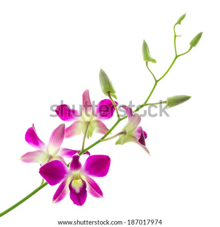 Orchind isolated white background