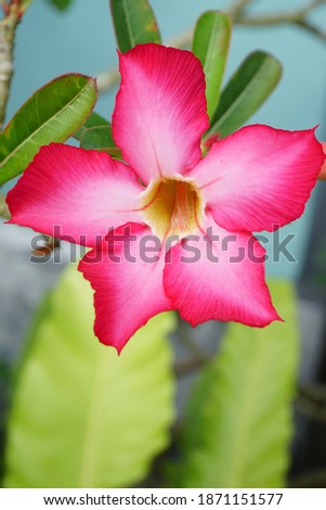 A picture that focus on the pink frangipani (Bunga Kamboja) in blurry green leaves and stem. Selective focus