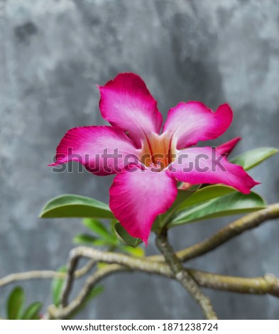 Frangipani flowers thrive with pink petals