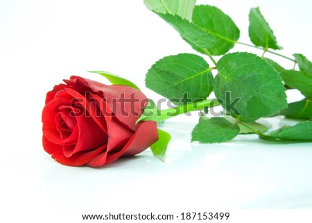 Red rose on white background - valentine day